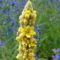 Verbascum - Verbasco