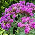 Vernonia