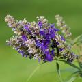 Vitex - Agnocasto