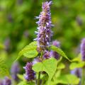 Piante perenni per il giardino del Vescovo.