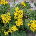 Piante perenni per giardini rocciosi