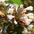 Weigela a fogliame porpora