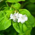 Weigela a fogliame verde