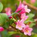 Weigela a fiori rosa