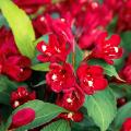 Weigela a fiori rossi