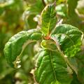 Weigela per colore del fogliame