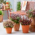 Arredo verde di una terrazza contemporanea