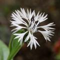 Fiordalisi - Centauree a fiori bianchi