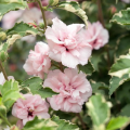 Hibiscus con fiori rosa